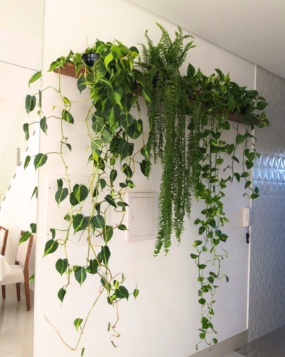 décoration murale plante décoration murale plante