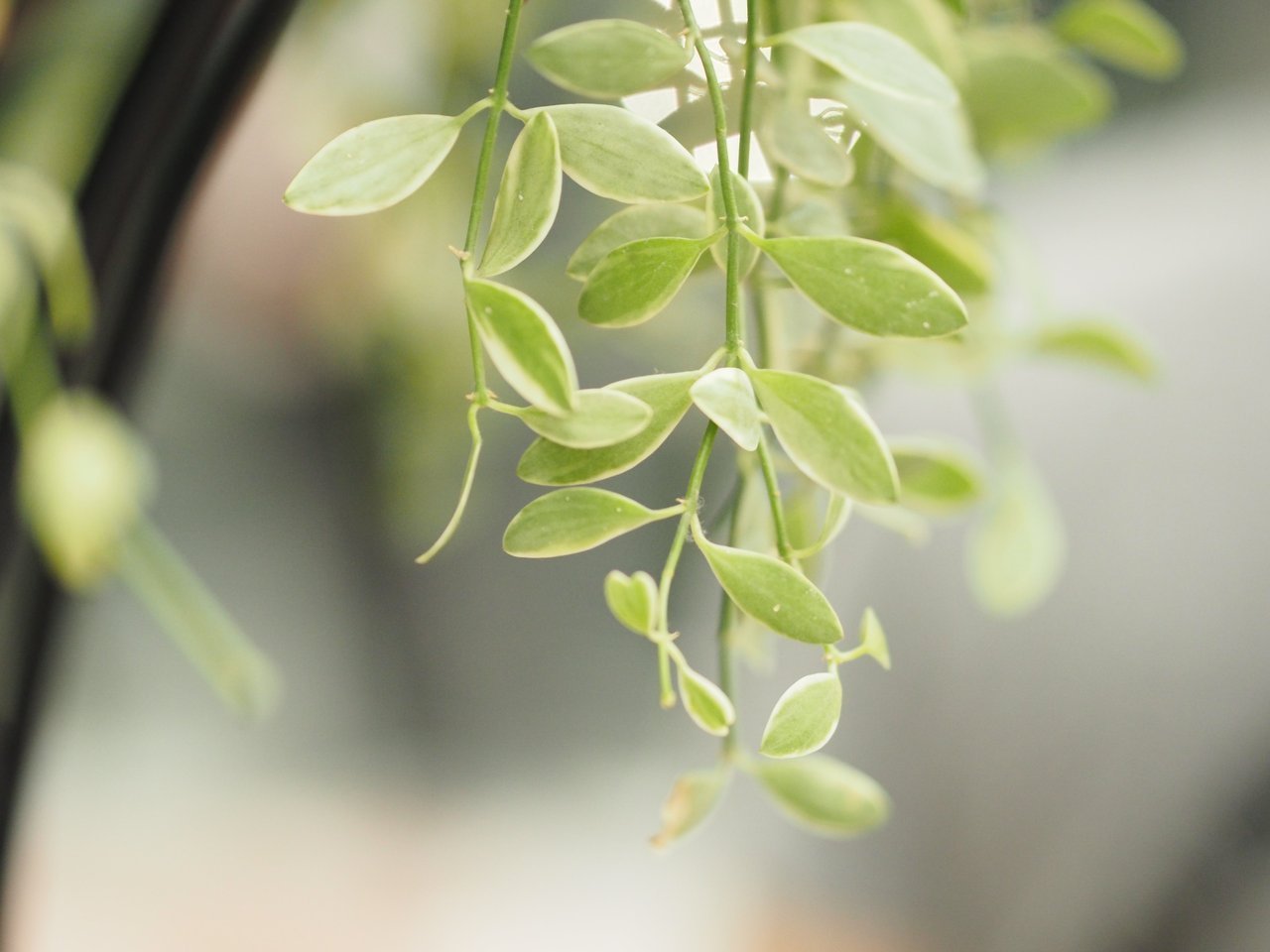 petit-espace-integrer-des-plantes-suspendues-dans-la-deco-interieure