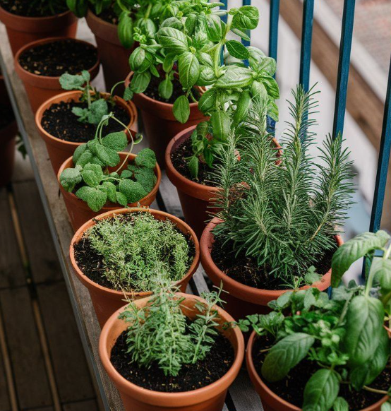 plantes aromathiques balcon