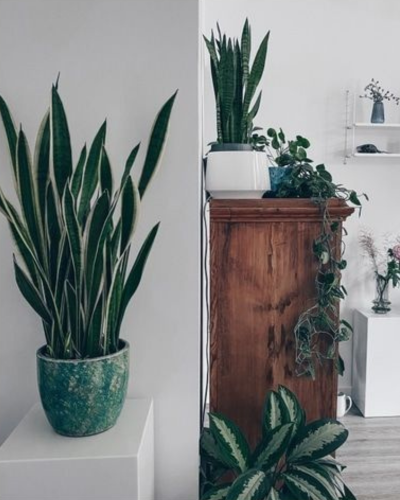 plantes vertes et bois