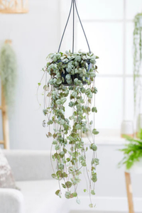 Ceropegia woodii - collier de coeur à suspendre Ceropegia woodii - collier de coeur