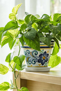 Pothos - plante à suspendre