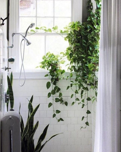 plantes suspendues salle de bain