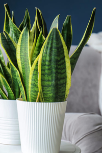 sansevieria - plante pour petit espace sansevieria - plante pour petit espace